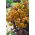 Rozchodnik Yellow Xenox - Sedum - sadzonka - duża paczka! - 10 szt.