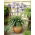 Agapant Dr Brouwer - Agapanthus - duża paczka! - 10 szt.