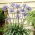 Agapant Dr Brouwer - Agapanthus - duża paczka! - 10 szt.