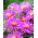 Aster krzaczasty - Anneke