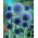 Przegorzan Taplow Blue - błękitny