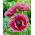 Mak wschodni - Patty's Plum - 1 szt.