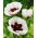 Mak wschodni - Perry's White - 1 szt.