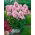 Floks (Phlox) - Płomyk wiechowaty - Bright Eyes - 1 szt.