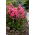 Floks (Phlox) - Płomyk wiechowaty - Cleopatra - duża paczka! - 10 szt.
