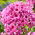 Floks (Phlox) - Płomyk wiechowaty - Ferris Wheel - 1 szt.