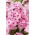 Floks (Phlox) - Płomyk wiechowaty - Picasso - 1 szt.