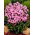 Floks (Phlox) - Płomyk wiechowaty - Miss Pepper - duża paczka! - 10 szt.