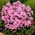 Floks (Phlox) - Płomyk wiechowaty - Miss Pepper - duża paczka! - 10 szt.