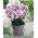 Floks (Phlox) - Płomyk wiechowaty - Swizzle - duża paczka! - 10 szt.