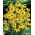 Rudbekia - Goldsturm - duża paczka! - 10 szt.