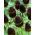 Rudbekia - Green Wizard - 1 szt.
