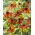 Rudbekia - Prairie Glow - duża paczka! - 10 szt.