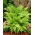 Paproć ogrodowa - Athyrium filix-femina - Wietlica samicza - 1 szt.