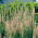 Naparstnica rdzawa - kremowa - 1 szt.