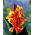 Kanna żółto-czerwona - Yellow-Red