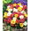 Portulaka pełna - 4500 nasion