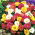 Portulaka pełna - 4500 nasion