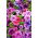 Petunia - Mieszanka balkonowa - 800 nasion