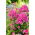Floks (Phlox) - Płomyk wiechowaty - Cosmopolitan - duża paczka! - 10 szt.
