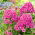 Floks (Phlox) - Płomyk wiechowaty - Cosmopolitan - duża paczka! - 10 szt.