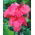 Kanna - Shining Pink - duża paczka! - 10 szt.