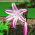 Crinum - Cintho Alfa - duża paczka! - 10 szt.