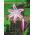 Crinum - Cintho Alfa - duża paczka! - 10 szt.