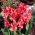 Kanna - Orchid - duża paczka! - 10 szt.