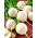 Rzepa biała - Snowball - 2500 nasion