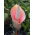 Dziwidło różowe - Amorphophallus bulbifer - 1 rzadkie kłącze