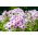 Floks (Phlox) - Płomyk wiechowaty - Graf Zeppelin - duża paczka! - 10 szt.