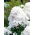 Floks (Phlox) - Płomyk wiechowaty - biały - duża paczka! - 10 szt.