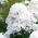 Floks (Phlox) - Płomyk wiechowaty - biały - duża paczka! - 10 szt.