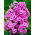 Floks (Phlox) - Płomyk wiechowaty - różowy - duża paczka! - 10 szt.
