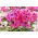 Floks (Phlox) - Płomyk wiechowaty - Windsor - duża paczka! - 10 szt.