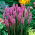 Liatra kłosowa purpurowa - Liatris Spicata Purple - duża paczka! - 100 szt.