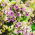 Floks (Phlox) - Płomyk wiechowaty - Sherbet Blend - duża paczka! - 10 szt.