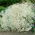 Gipsówka biała - Gypsophila - sadzonka - duża paczka! - 10 szt.