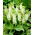 Lilia ananasowa - Eucomis autumnalis - duża paczka! - 20 szt.