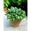 Funkia - Hosta Mediovariegata - duża paczka! - 10 szt.