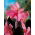 Kanna - Shining Pink - GIGA paczka! - 50 szt.