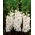Gladiolus - Mieczyk biały - 5 cebulek - cebulki XXL