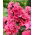 Floks (Phlox) - Płomyk wiechowaty - Windsor - 1 kłącze