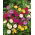 Dziwaczek - Mirabilis Jalapa - mix kolorów - sadzonka - GIGA paczka! - 50 szt.