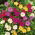 Dziwaczek - Mirabilis Jalapa - mix kolorów - sadzonka - GIGA paczka! - 50 szt.