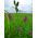 Lucerna siewna Plato - 1 kg