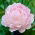 Piwonia, Paeonia - jasnoróżowa - sadzonka