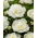 Piwonia, Paeonia - Duchesse de Nemours - sadzonka - duża paczka! - 10 szt.