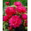 Piwonia, Paeonia - Kansas - sadzonka